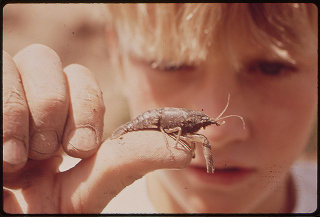 Illustration for article titled Huge Communities of Crayfish Are Living Right Underneath The Prairies
